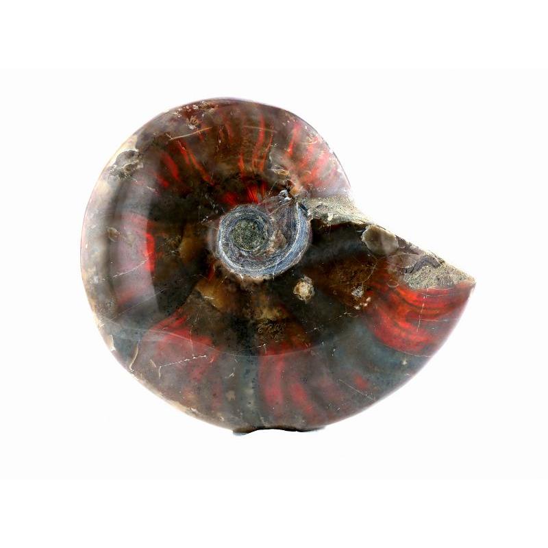 アンモライト （アンモナイト） 化石 原石 No.7 : shopooo by GMO