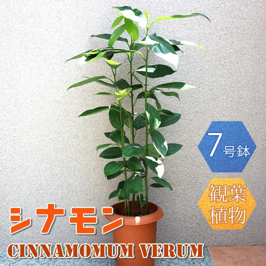シナモン(セイロン・ニッケイ)【中型 観葉植物 7号鉢／1個】 : shopooo