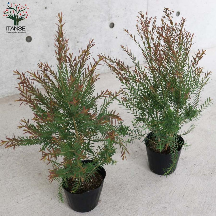 メラレウカ・レッドジェム 【庭木 4.5号鉢 庭園樹木・ハーブ／1個売り