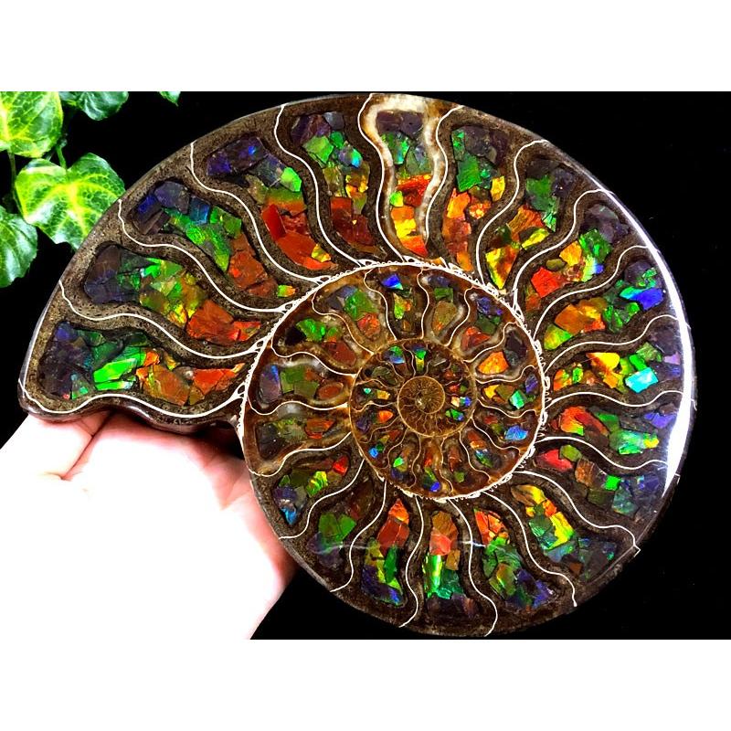 1点物！超激レア！虹色に輝くイリデッセンス☆アンモナイト化石宝石