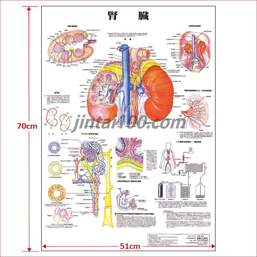腎臓」 医学ポスター ポスターB2サイズ 人体解剖学図ポスター 医学