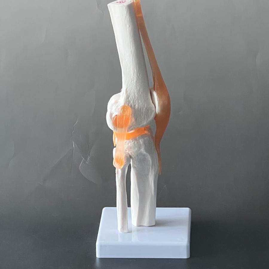 医学模型 膝関節模型 膝関節症 膝の痛み 膝関節可動解剖学模型 : 人体