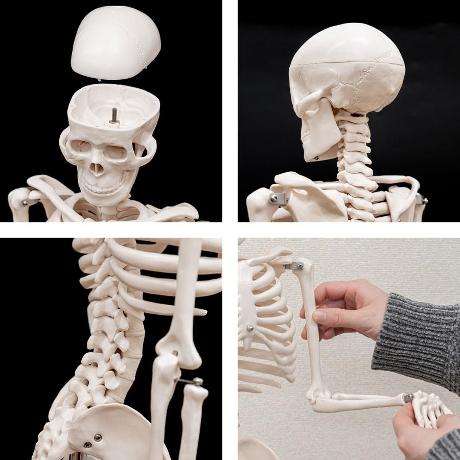 1年保証 人体骨格模型 骨 約85cm 1/2モデル 展示スタンド付き 骨格標本