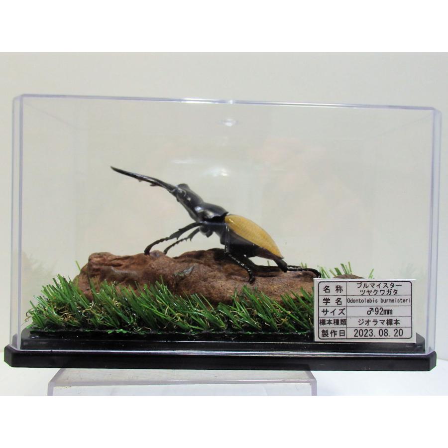 ブルマイスターツヤクワガタ♂92mmレプリカ標本 : オオクワ京都昆虫館