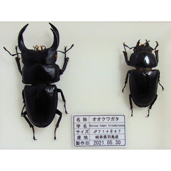 オオクワガタ♂71＋♀47（クワガタ標本） : オオクワ京都昆虫館