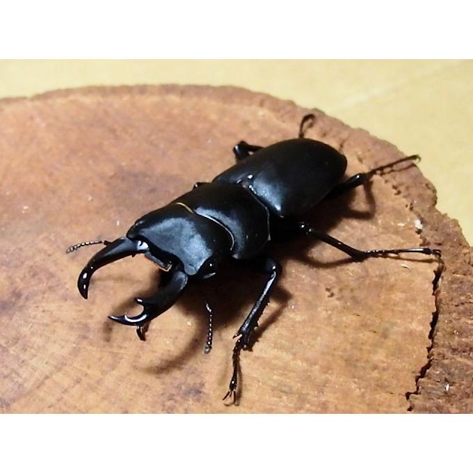 ヒメオオクワガタ♂45mm upペア 天然採取 : オオクワ京都昆虫館