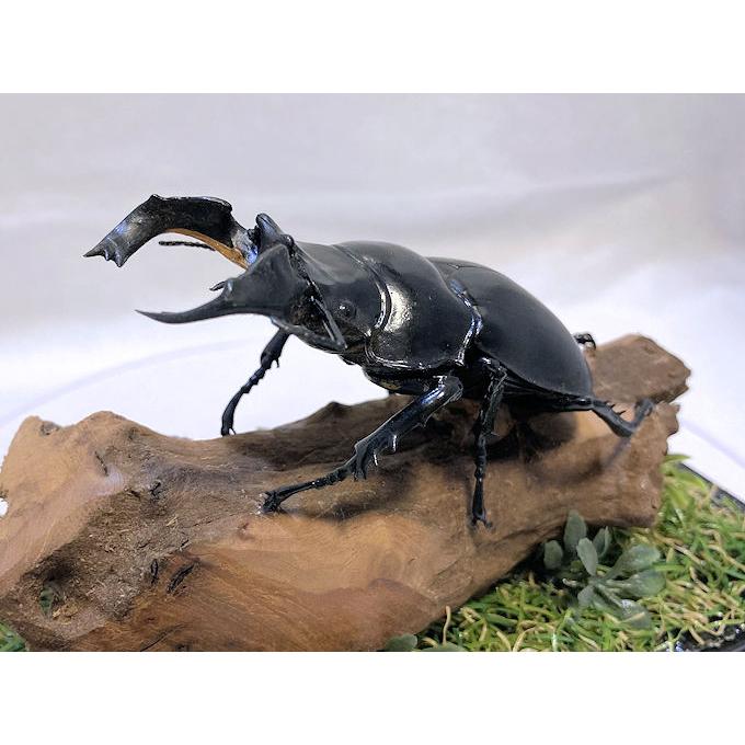 タランドゥスオオツヤクワガタ♂79mmレプリカジオラマ標本