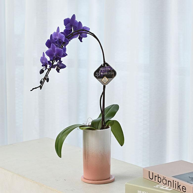 青色胡蝶蘭 ブルージーン 1本立鉢 Blue Gene 胡蝶蘭 コチョウラン