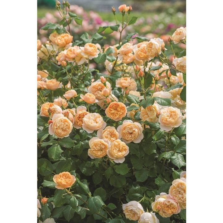 ロアルド・ダール（Ausowlish）（バラ苗：イングリッシュローズ） 大苗