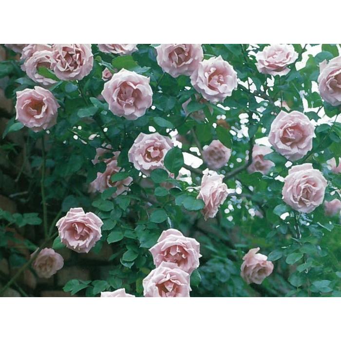 つるスターリングシルバー(バラ苗:つるバラ) 大苗 : 大神ファームYahoo