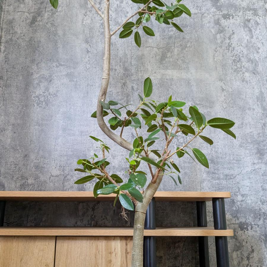 観葉植物 おしゃれ 大型 本物 ゴムの木 フランスゴム フィカス 幹曲り