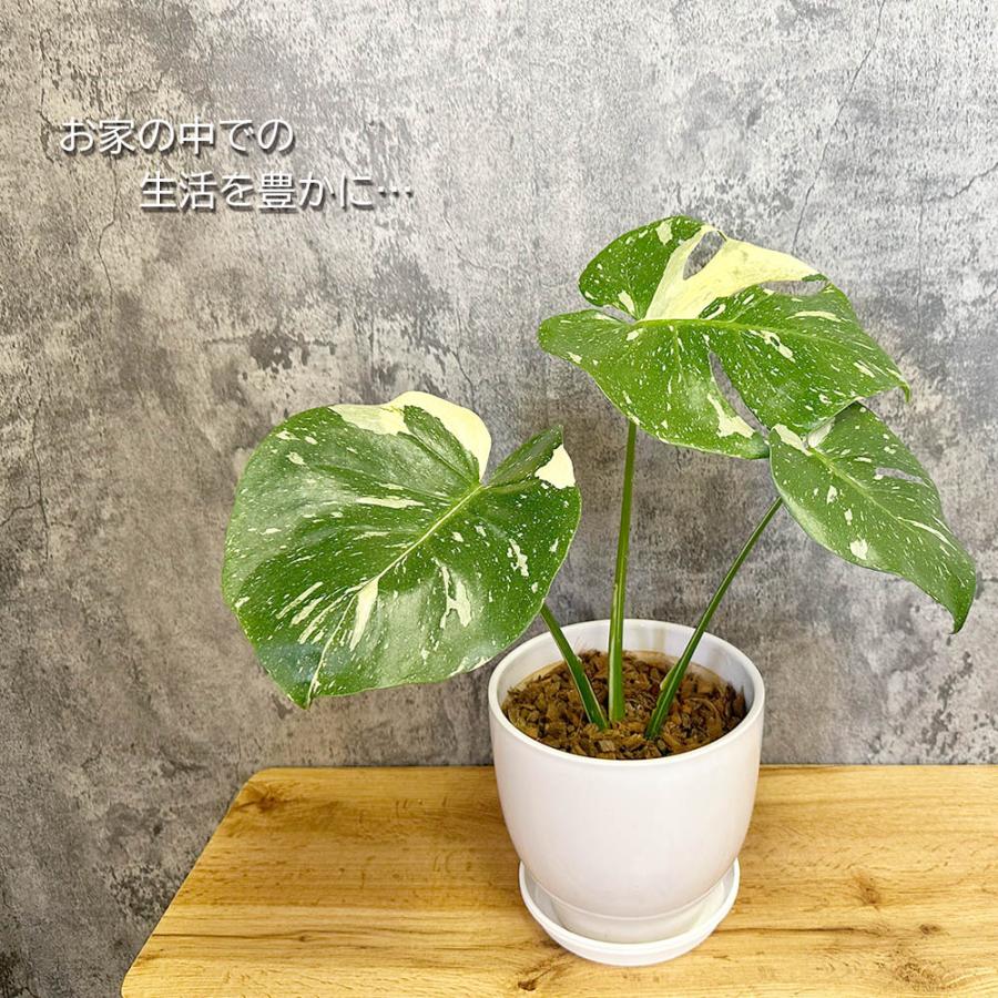 観葉植物 ハートの葉っぱ おしゃれ 大型 本物 モンステラ 斑入り