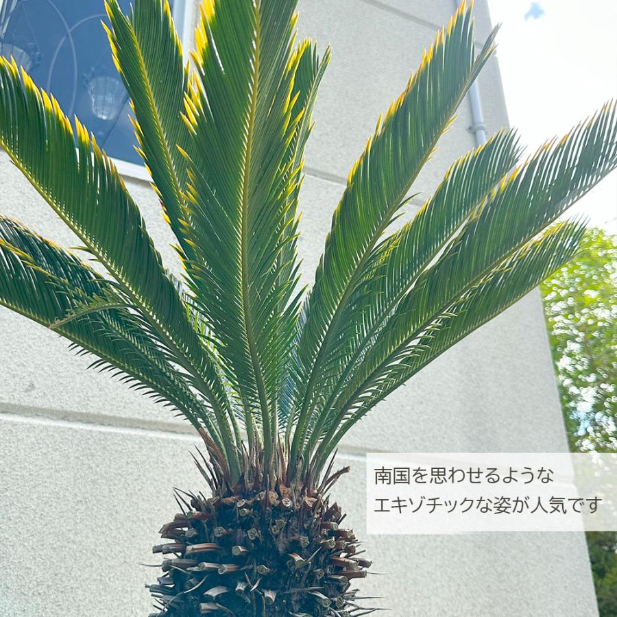 観葉植物 おしゃれ 大型 本物 キンカンソテツ 10号 現品 金冠 金環 黒