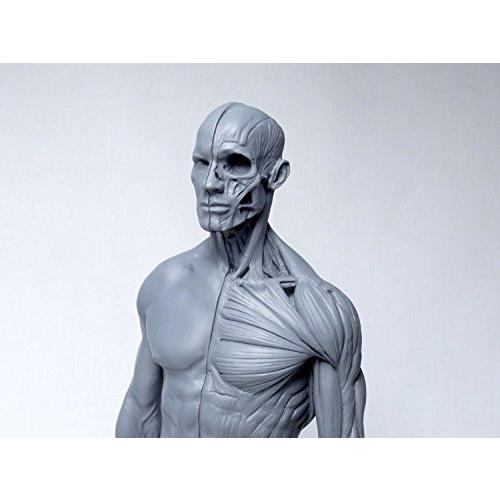 Abz Company 人体 筋肉 模型 30cm 人体模型 医学 解剖 教育 整形 外科