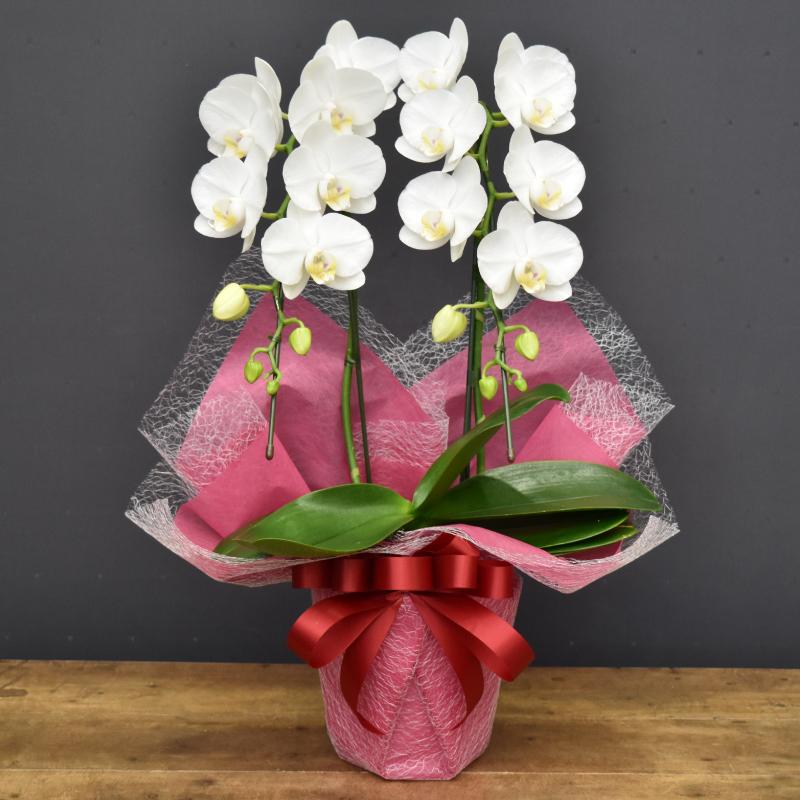 胡蝶蘭 スーパーアマビリス2本立ち【全国洋らん品評会金賞受賞胡蝶蘭