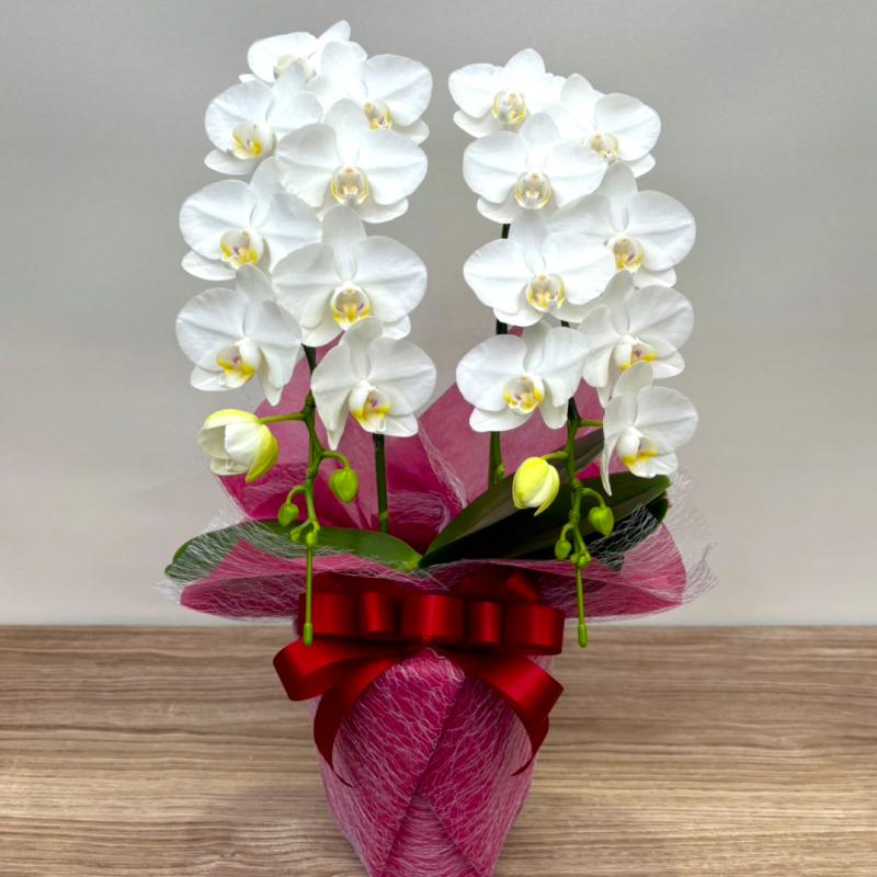 胡蝶蘭 スーパーアマビリス2本立ち【全国洋らん品評会金賞受賞胡蝶蘭