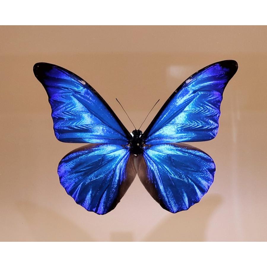 蝶の標本 レテノールモルフォ M.rhetenor ホワイトフレーム チョウ