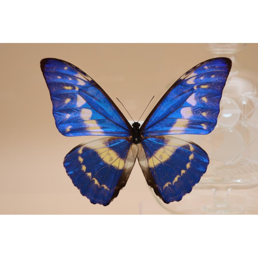 蝶の標本 キプリスモルフォ M.cypris ブラックフレーム チョウ