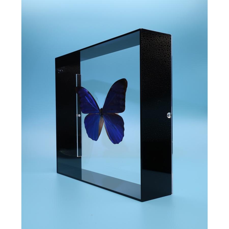 蝶の標本 アナクシビアモルフォ M.anaxibia ブラックフレーム チョウ