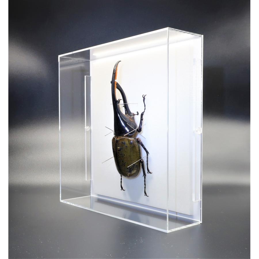 昆虫の標本 ヘラクレスオオカブト D.hercres アクリルフレーム