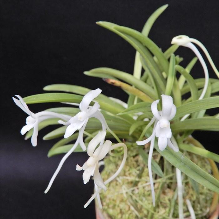 富貴蘭 紀州雪虎 2.5号鉢 フウキラン 風蘭 古典植物 山野草 kih : レイ