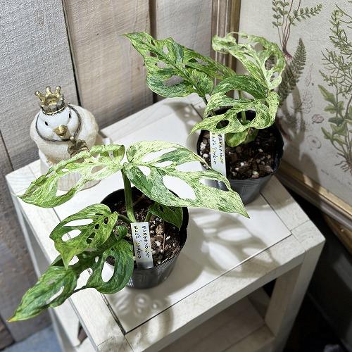 観葉植物 斑入りモンステラ アダンソニー モトルド バリエガータ 3号