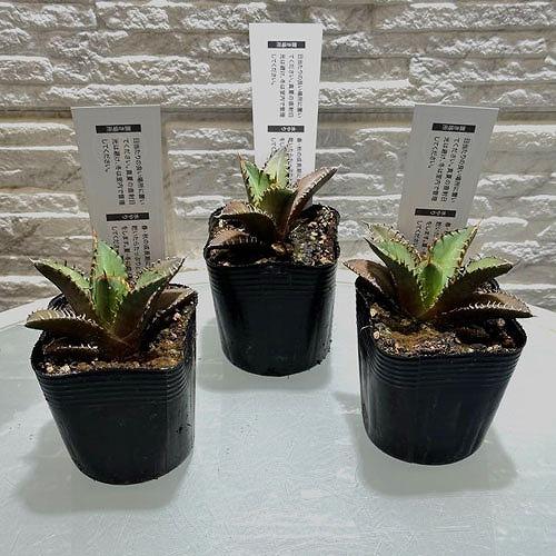 多肉植物 アガベ チタノタ レッドキャットウィーゼル(赤猫)【現品