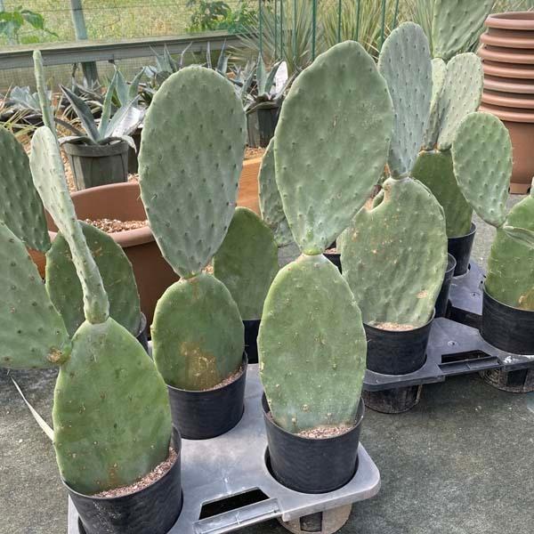 ウチワサボテン サボテン ドライガーデン : LeaMalapua - 通販 - Yahoo