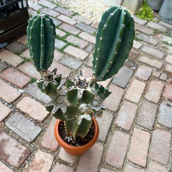 サボテン 柱サボテン ブランチ 親株 トゲなし ドライガーデン