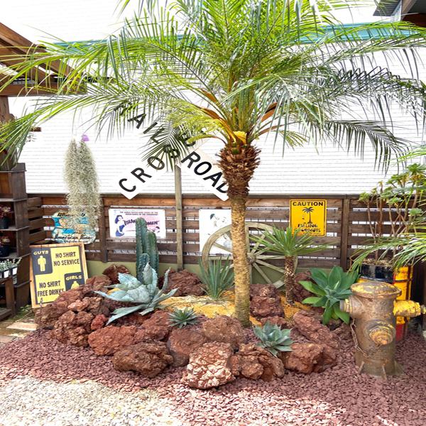 アロイフォリア ユッカ・アロイフォリア 観葉植物 お祝 新築祝い 開店