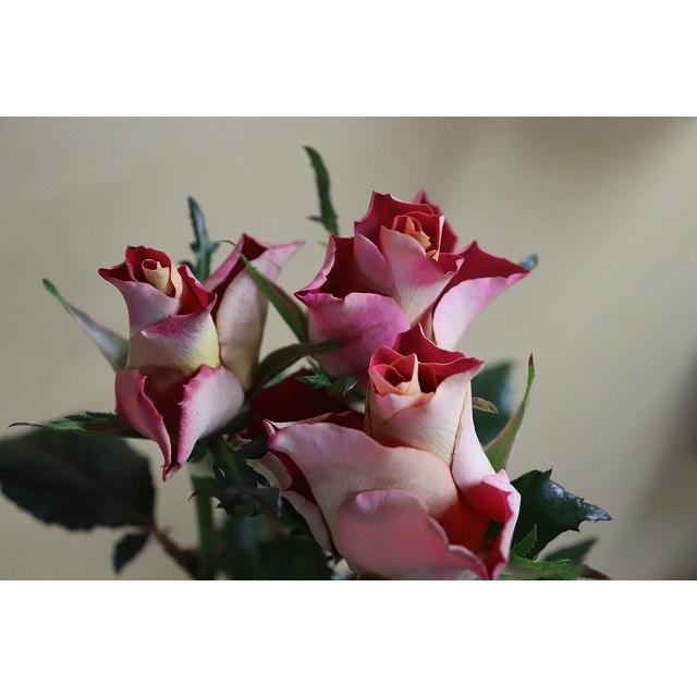 バラ苗 kn576ユニーク4号 今井清作出 切り花品種接ぎ木（植え替えず