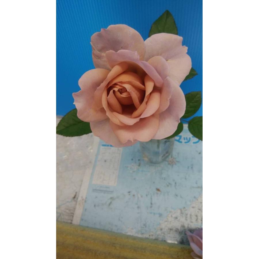 バラ苗 シャリテトワ（kn30-16）4号 今井清作出 切り花品種接ぎ木