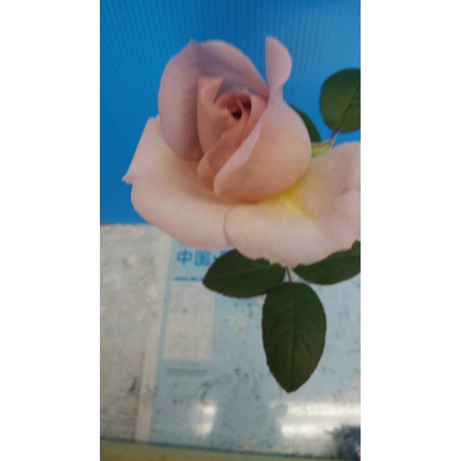 バラ苗 シャリテトワ（kn30-16）4号 今井清作出 切り花品種接ぎ木