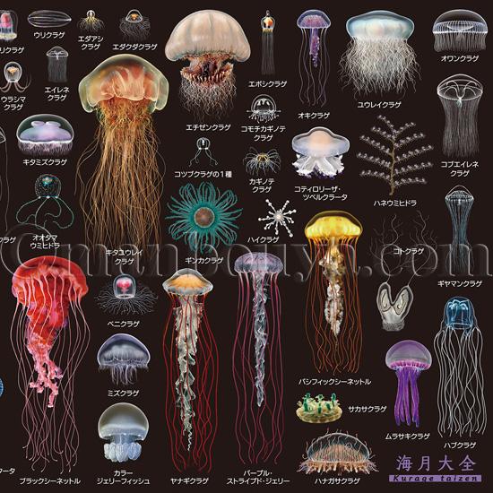 A4サイズのしたじき クラゲグッズ おもしろ文房具 くらげの図鑑 海月