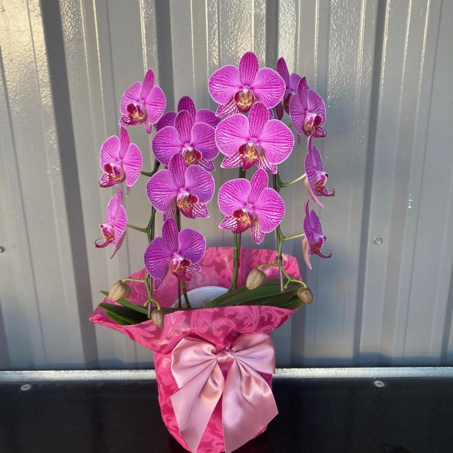 おまかせ洋蘭ギフト【送料無料】お盆/サマーギフト/おうち胡蝶蘭