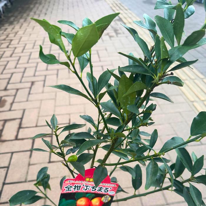 最高級品種 キンカン ぷちまる 苗木 金柑 種なし 4.5号 ロングポット