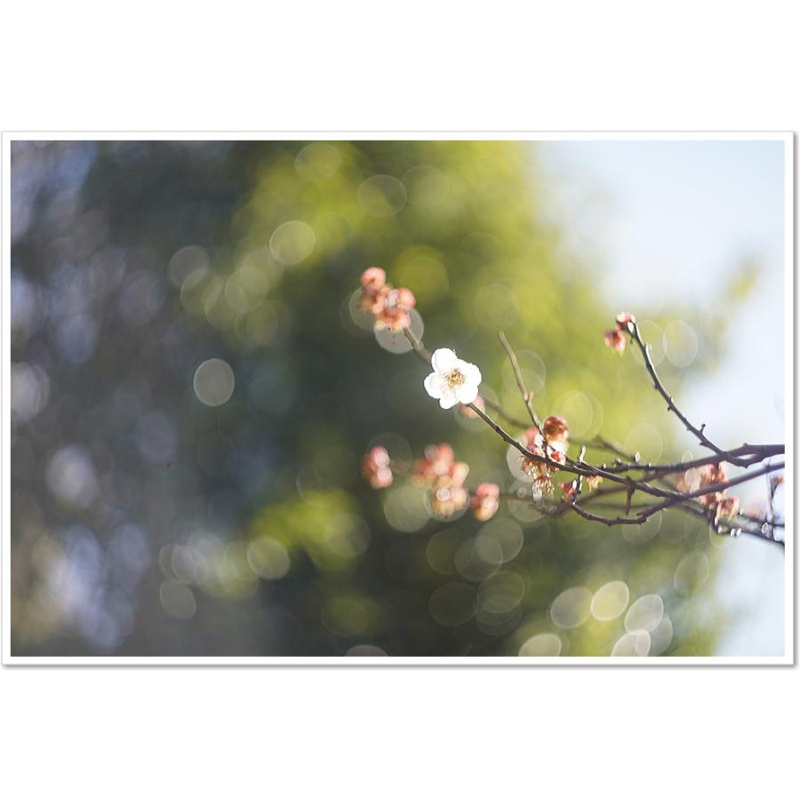 保証付 】【中古】 オールドレンズ Helios (ヘリオス) 44M 58mm F2 M42