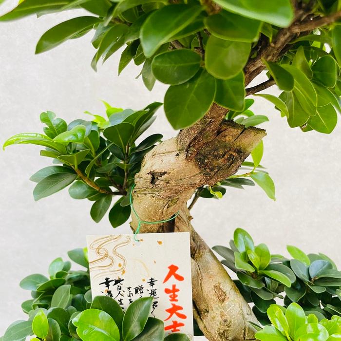 ガジュマルの木 観葉植物 曲がり 8号鉢苗 受け皿付き おしゃれ 昇り竜