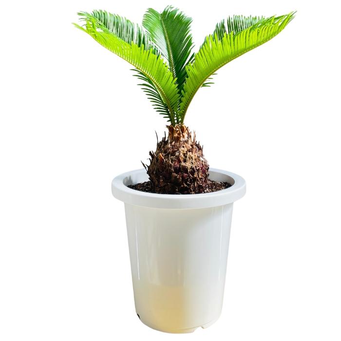 観葉植物 ソテツ 蘇鉄 8号鉢苗 大型種類 庭木 風水 地植え おしゃれな