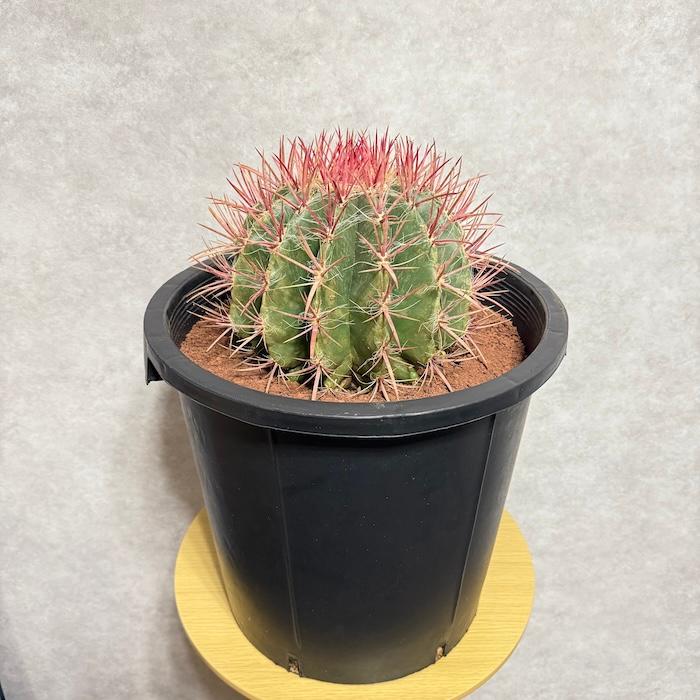 サボテン赤鳳 12号鉢 大型 特大サイズ フェロカクタススタイネシー