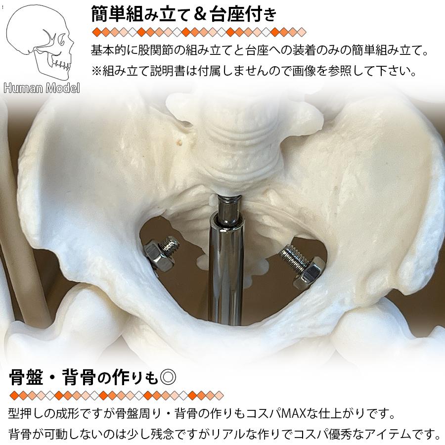 人体模型 人体骨格模型 骨格標本 45cm 1/4 モデル ホワイト 台座 可動
