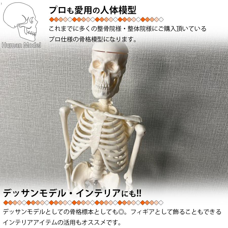 人体模型 人体骨格模型 骨格標本 45cm 1/4 モデル ホワイト 台座 可動