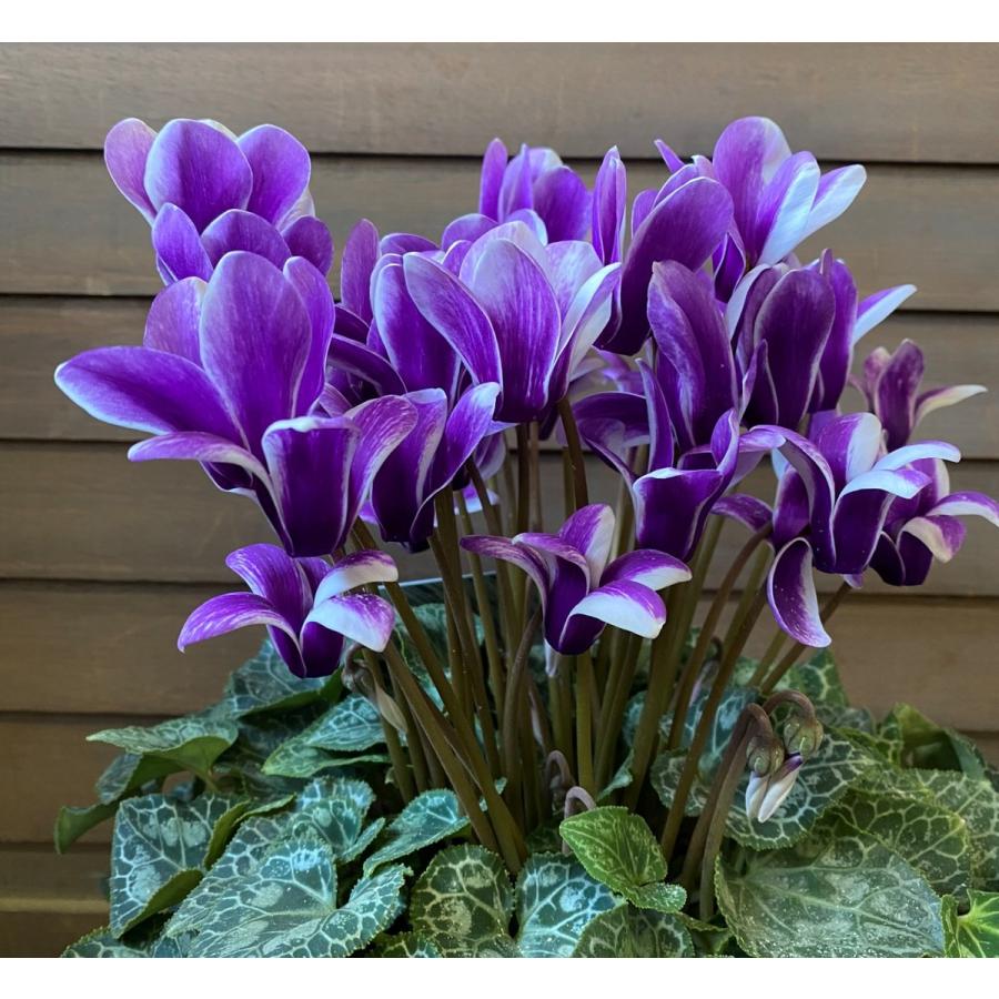 ブルーシクラメン 胡蝶 5寸鉢植え （大栄花園作） : 日本花卉ガーデン