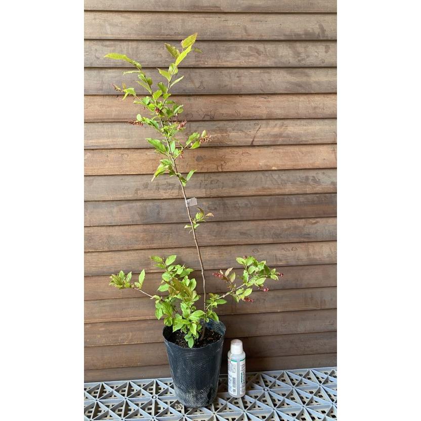 ナツハゼ：果樹苗 苗 苗木 : 日本花卉ガーデンセンターYahoo!店 - 通販