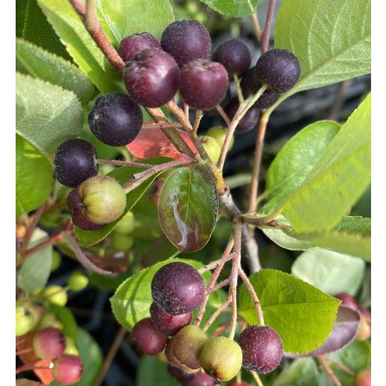 大実アロニア ネロ 大実チョコレートベリー 5寸ポット植え （大実