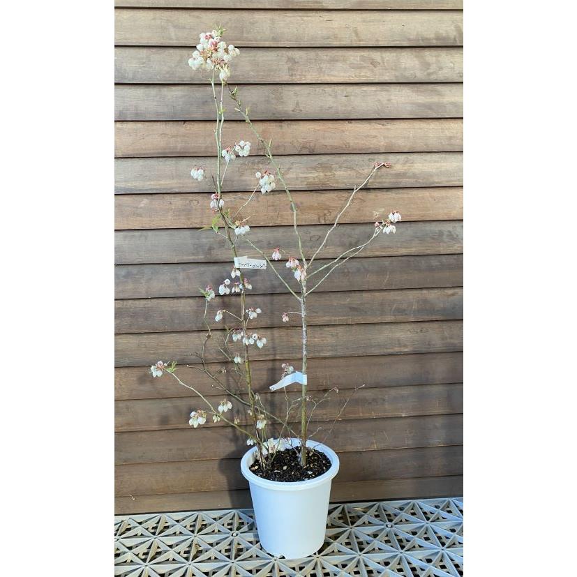 ブルーベリー苗木 苗 ブルーベリーの木 鉢植え ブルーベリー2本セット