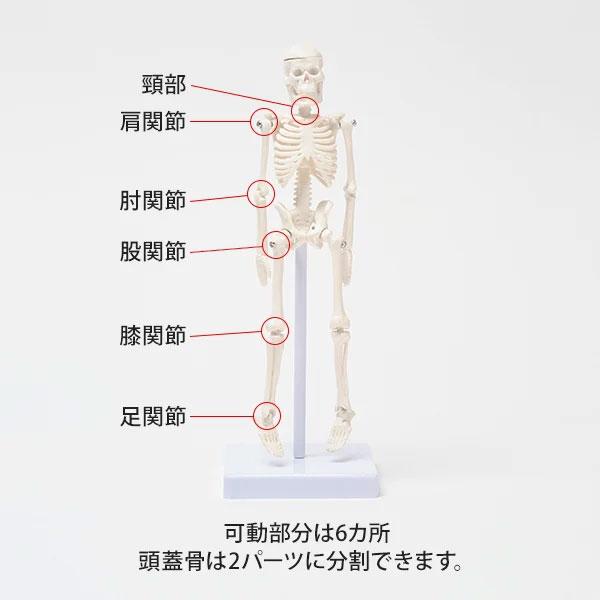 全身骨格模型 高さ22cm 人体模型 スタンド付き 骨格模型 7ウェルネ