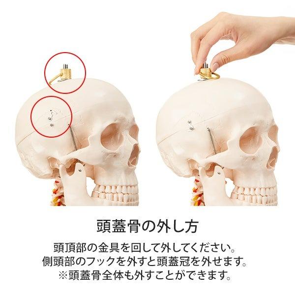 人体模型 骨格模型 キャスター付き 170cm 7ウェルネ 全身 等身大 模型