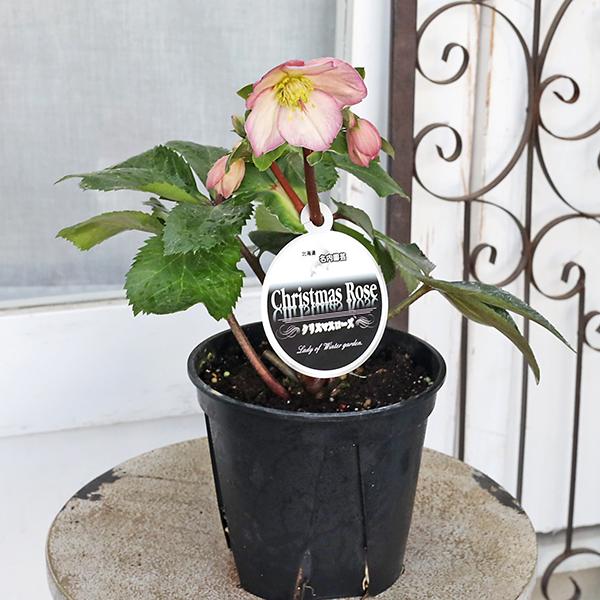 鉢花 開花株 クリスマスローズ 雪の妖精 5号 多年草 メリクロン 一重