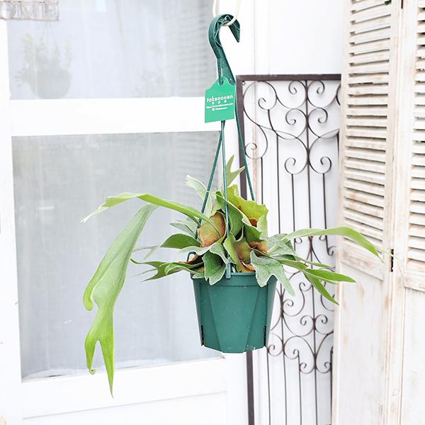 観葉植物 コウモリラン ネザーランド 5号吊り鉢 H50cm ビカクシダ